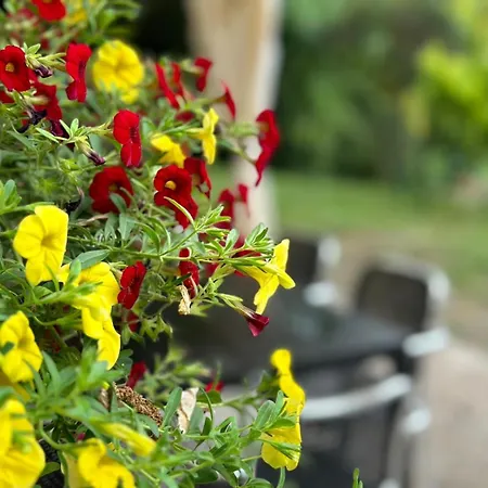 Nonna Papera Vicino Alle 5 Terre *